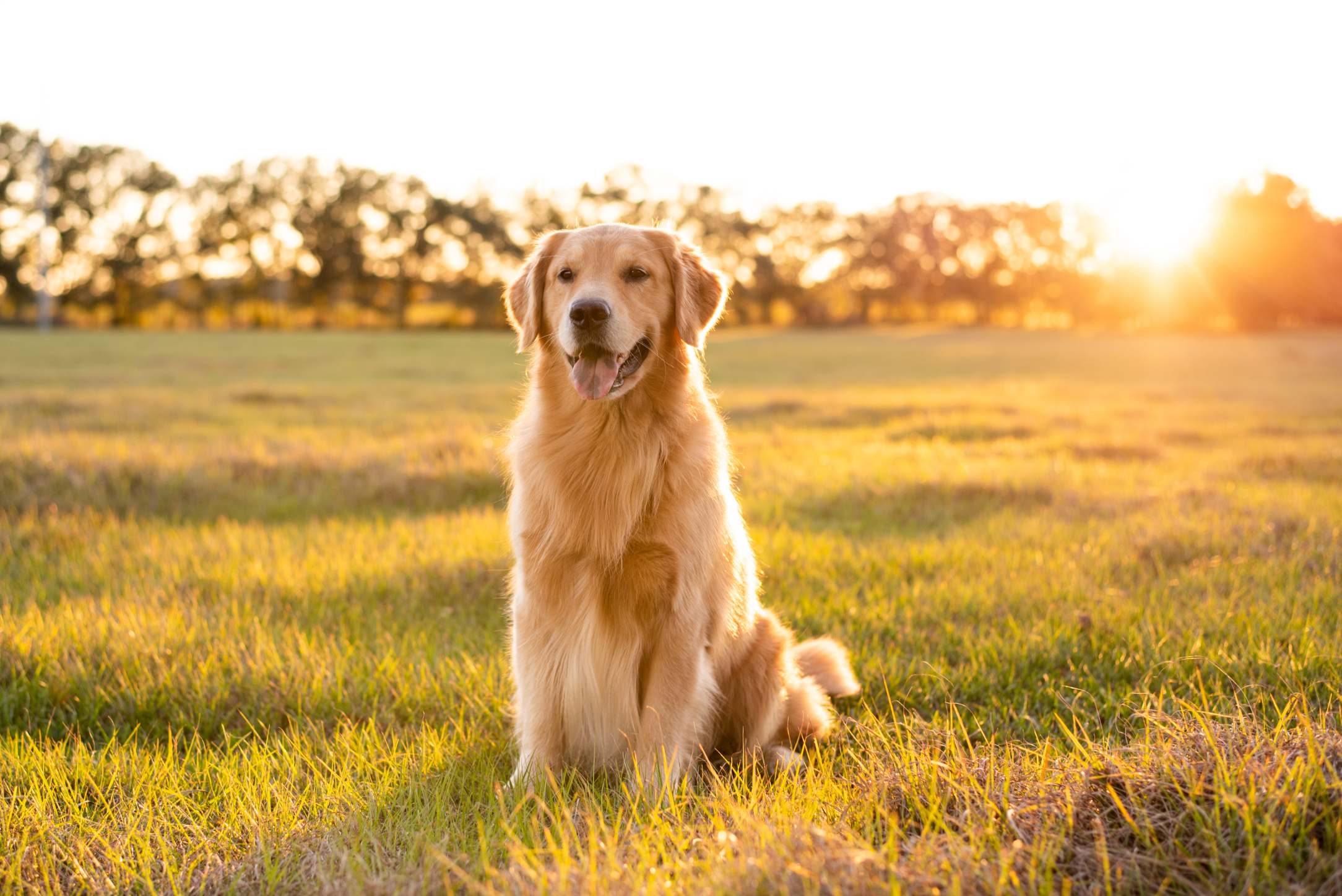 photographe de chiens à Fréjus